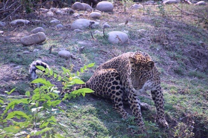 Haridwar : Wildlife Open Jeep Safari 20% Sure Leopards Sighting