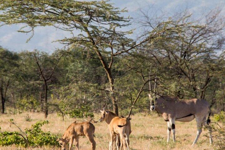 8 Days Harar, Awash safari and Bale Mountains Trip
