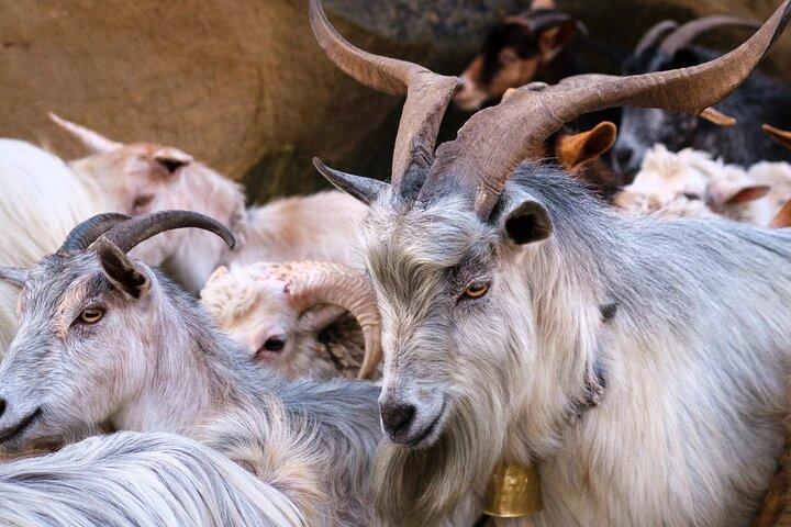 Mini-Everest de Tirana - Mali i Vrapit Randonnée et déjeuner de village