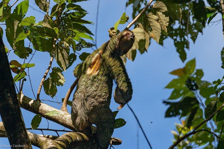 Udforsk Manuel Antonio National Park Wildlife and Beaches