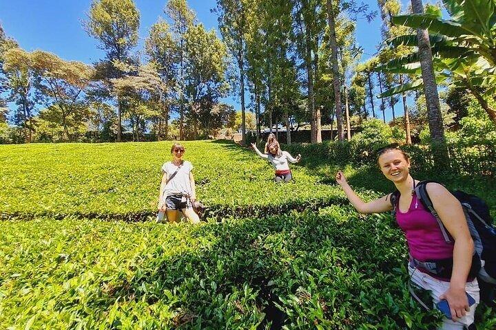 1-dages lilla gårdstur fra Nairobi Tea Tasting og Lunch