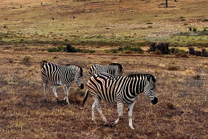 2 Day Best Safari Tour Garden Route Lodge