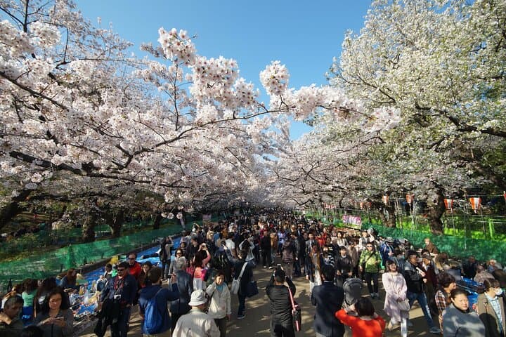 Conquer Tokyo's Best Cherry Blossom Viewing Spots in One Day
