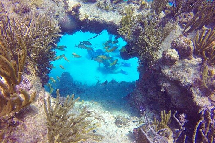 Plongée pour débutants entre coraux et statues à San Andres
