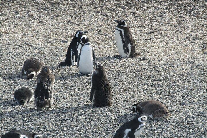 Navigation til Penguins-øen - USHUAIA - Beagle Channel