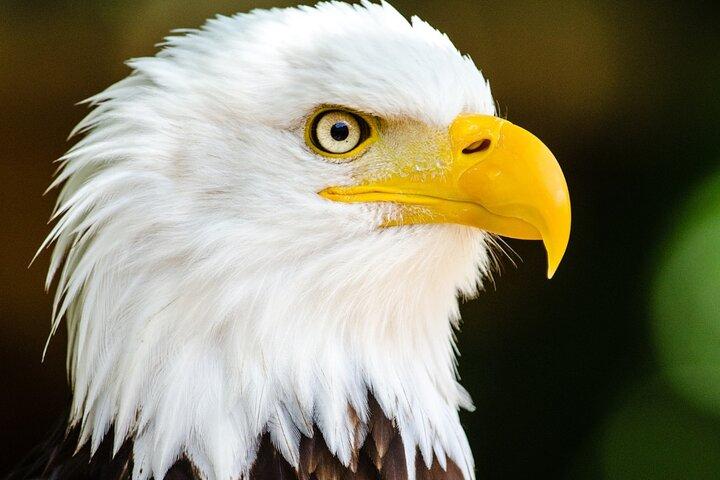 Private Ketchikan Wildlife and Sightseeing Tour