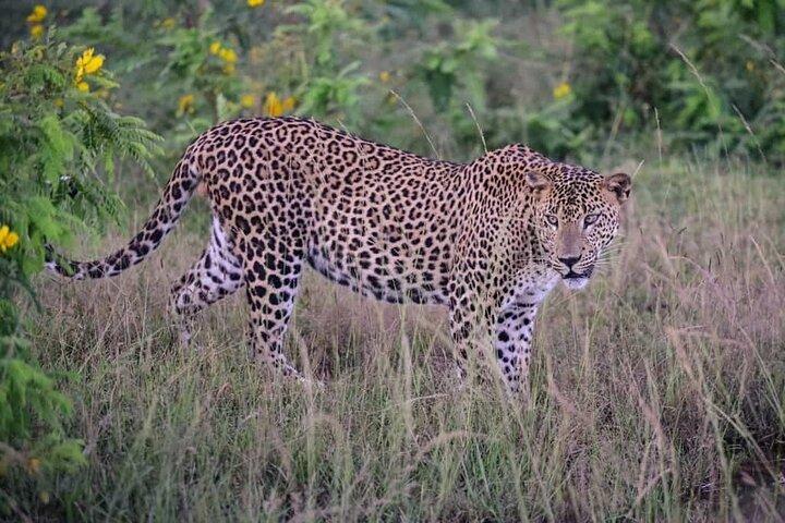 ヤーラ国立公園プライベートオールインクルーシブサファリ:1日または半日
