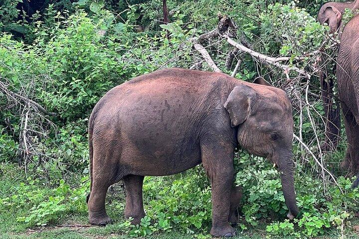 Oplev den vilde magi i Udawalawe National Park