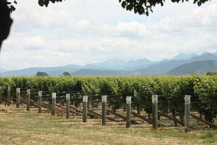 Marlborough Classic Wine Tasting Tour.