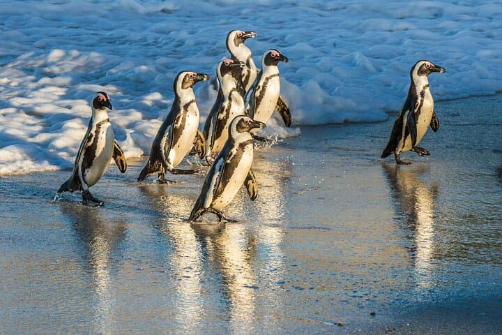 Half Day Penguins and Cape of Good Hope Group Tour
