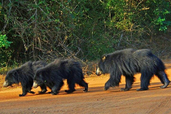 Yala nationalpark Safari - Halvdag och heldag