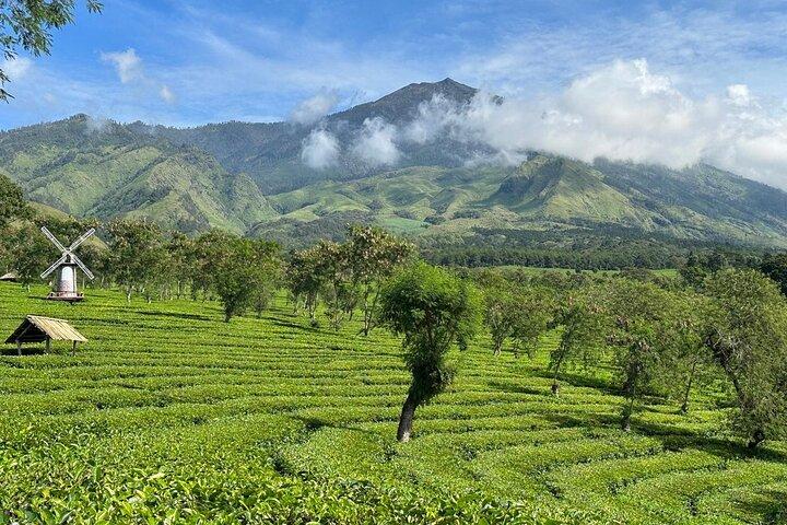 Meio Dia - Malang Tea Plantation & Bee Farm Visita
