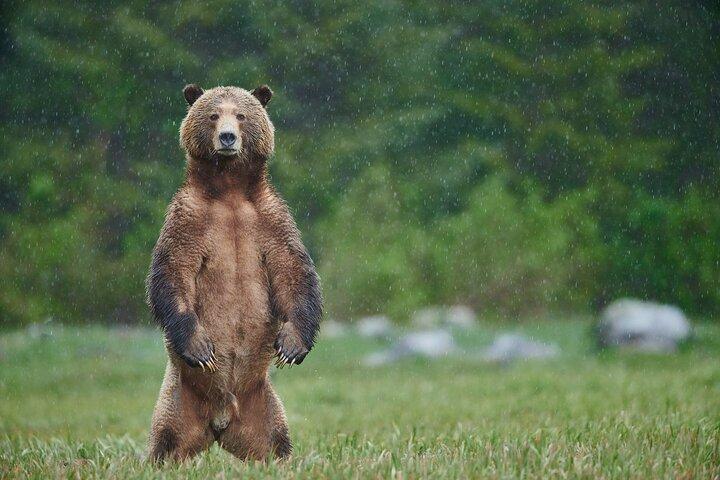 Avventura dell'orso in primavera
