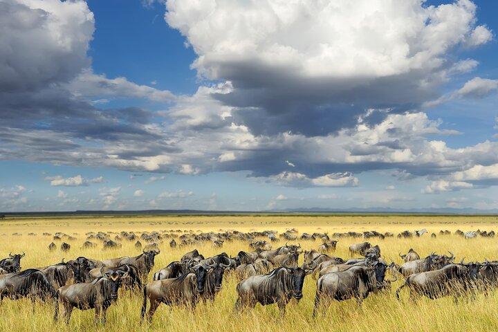 Arusha Lake Manyara Privat 5 - Dagstur