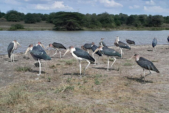 Three days two nights Masai Mara with pickup