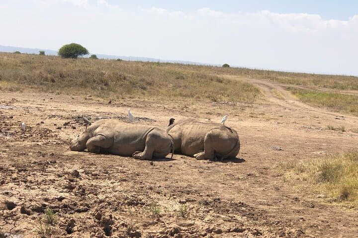 Game Drive at Nairobi National Park