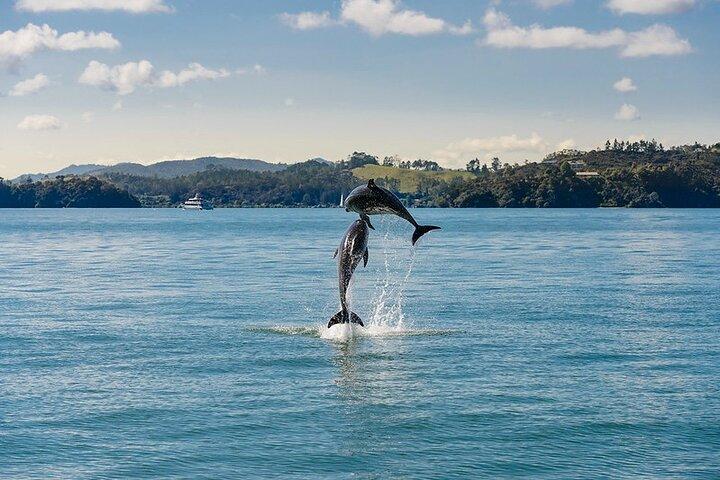 Hole in the Rock Dolphin Cruise Tour Round Trip from Auckland