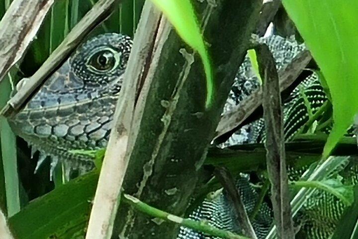 Experiencia Guiada de Aventura en Vida Silvestre en Lago Gatún Panamá