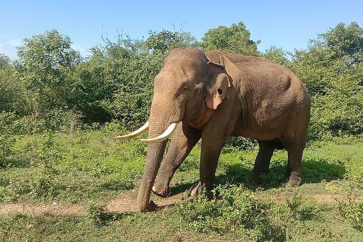 Udawalawe Jeep Safari de Bentota Aluthgama Berawula Área