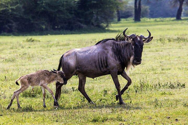 5 - Day Private Luxury Ndutu Kalvningssäsong – Gnumigration