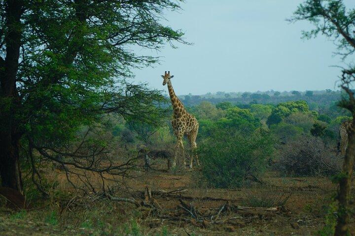 Safari Kruger d'une journée au départ de Maputo