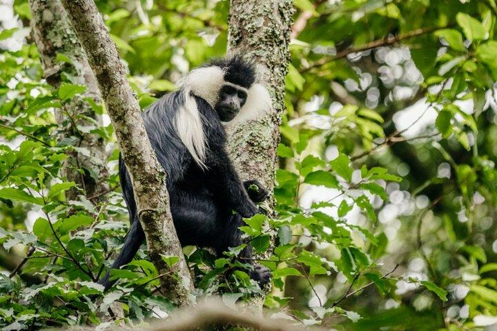 2 Dage Rwandisk Gorilla Trekking Safari
