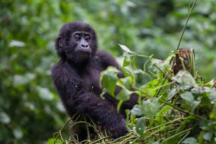 2 Dage Rwandisk Gorilla Trekking Safari