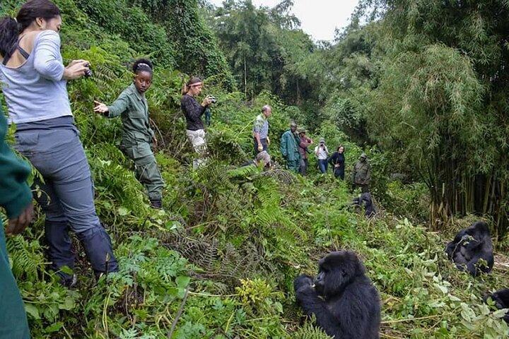 Trekking di 7 giorni con gorilla e scimpanzé con Game Drive