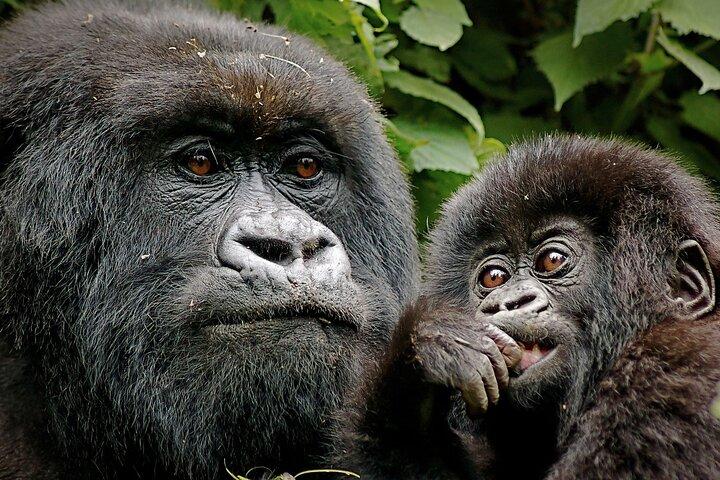 3 Días de Gorila y Chimpancé en Ruanda