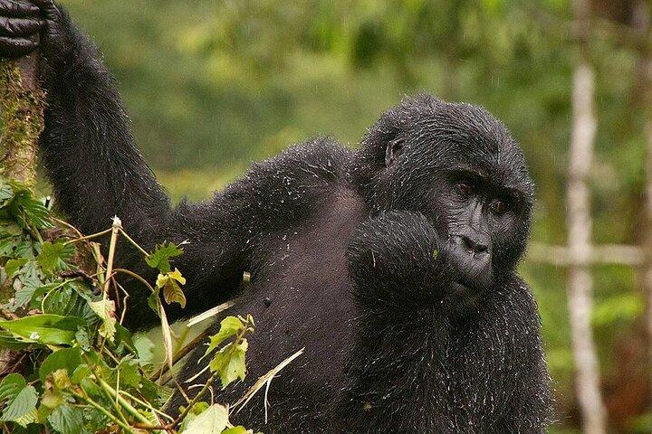 3 Días de Gorila y Chimpancé en Ruanda