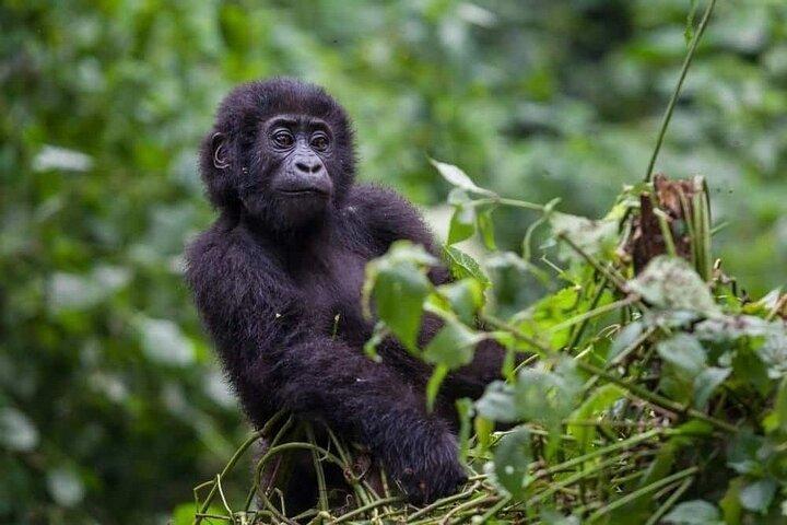 3-tägige Gorilla Trekking Safari ab Kigali Ruanda