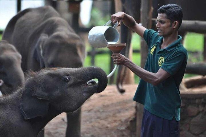 Udawalawe Jeep Safari de Bentota Aluthgama Berawula Área