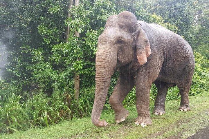 Minneriya Jeep Safari com excursão de compras a partir de Trincomalee