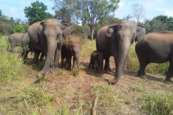Minneriya Jeep Safari com excursão de compras a partir de Trincomalee