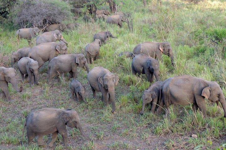 Minneriya Jeep Safari com excursão de compras a partir de Trincomalee