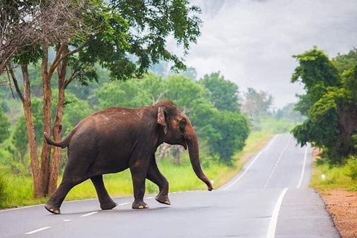 Minneriya Jeep Safari com excursão de compras a partir de Trincomalee