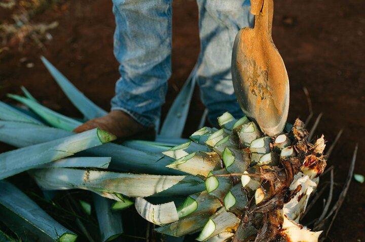 Fra Puebla: Mezcal-tur + tur i Atlixco (privat tur)
