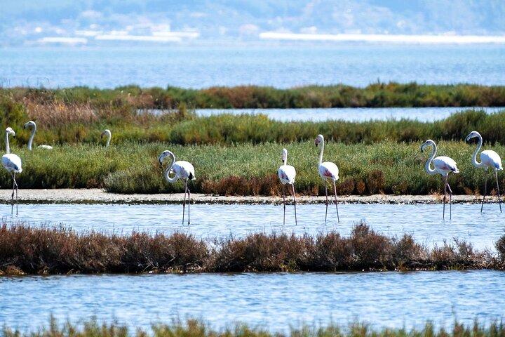 Karavasta Lagoon Adventure: Tour in barca e fauna selvatica da Durazzo