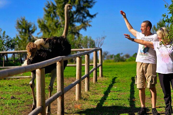 Karavasta Lagoon Adventure: Tour in barca e fauna selvatica da Durazzo