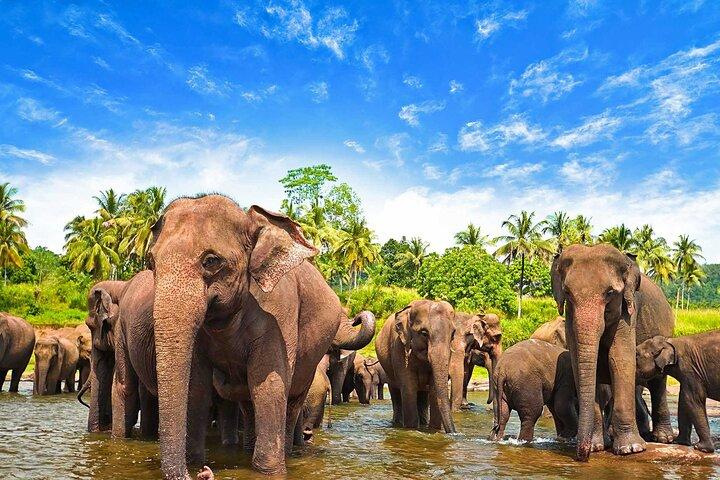 Sri Lanka 7 jours Excursion aller-retour, plages et île Safari