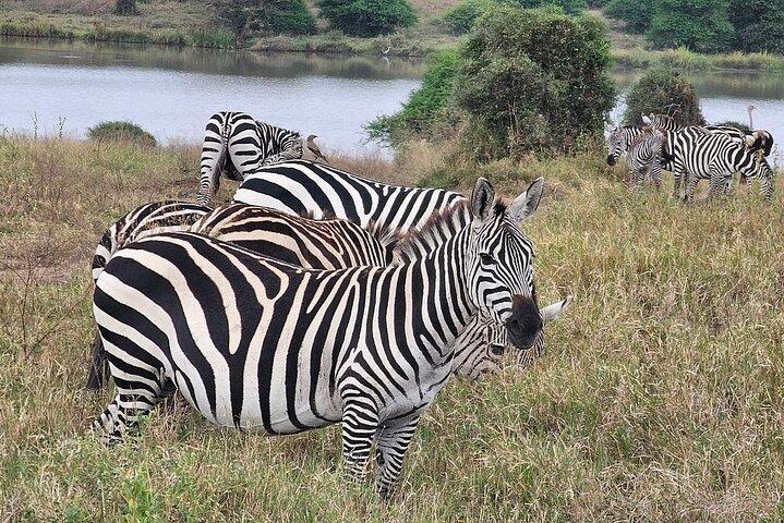 Small Group Game Drive em Nairobi National Park