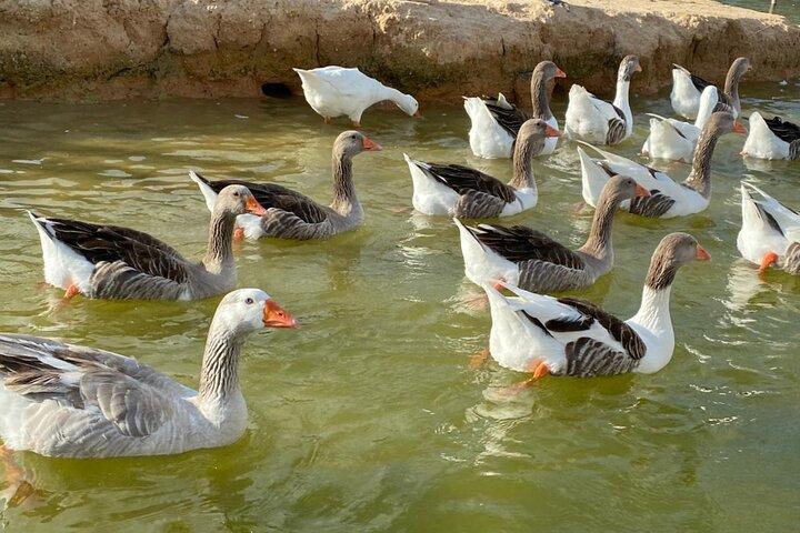 CAIROのプライベートAFRICANO PARK ALEXANDRIA SAFARI