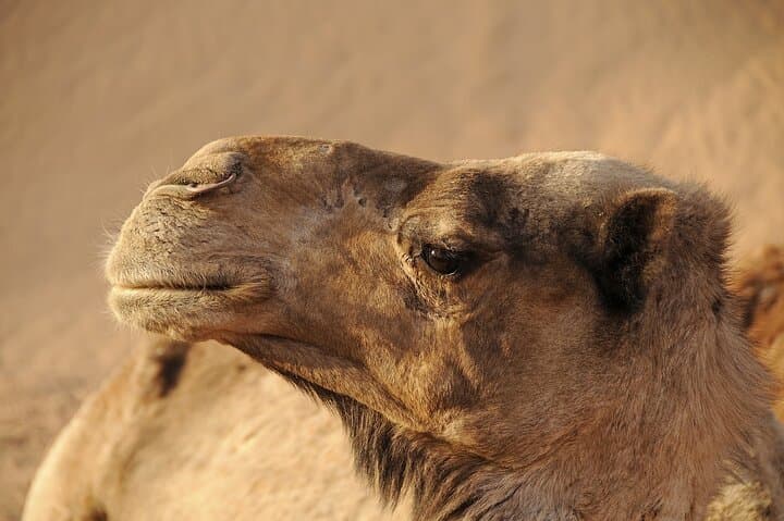 Marrakech: camel and quad bike excursion with sunset