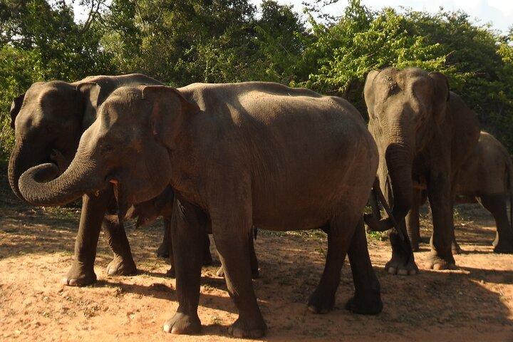 Safari Yala da Ella e Drop Off Mirissa Tangalle e Galle
