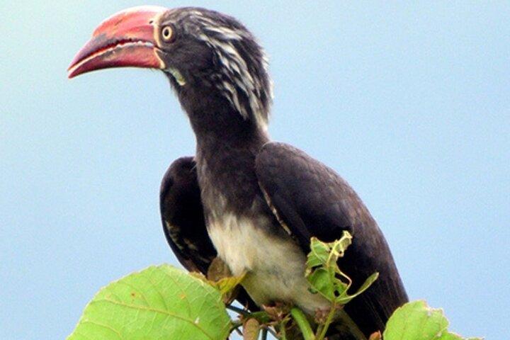 5 dagars fågelskådningssafari i Uganda