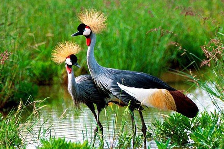 7 Tage Vogelsafari Uganda