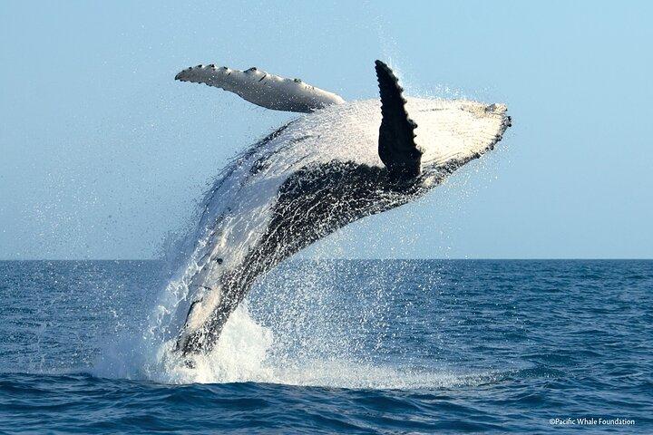 Observación de ballenas Moorea