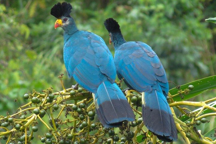 7 Tage Vogelsafari Uganda