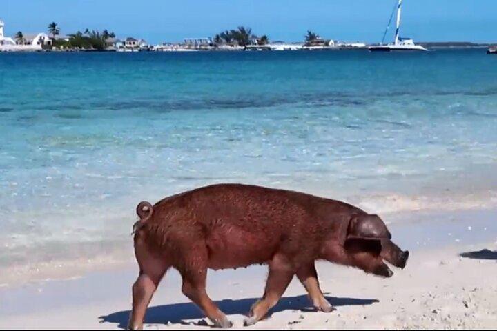 Badgrisar, snorkling och strandtur i Nassau Bahamas