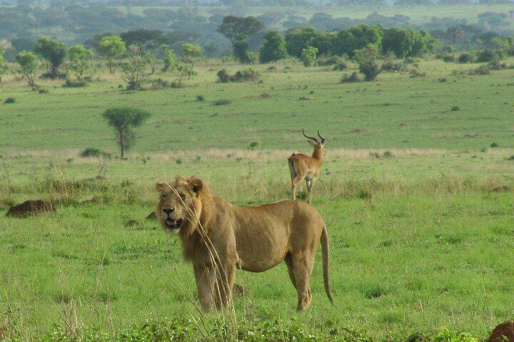 Trekking di 7 giorni con gorilla e scimpanzé con Game Drive